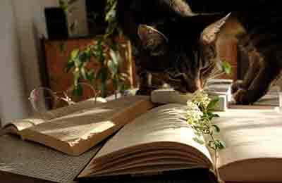 中外文學比較論文