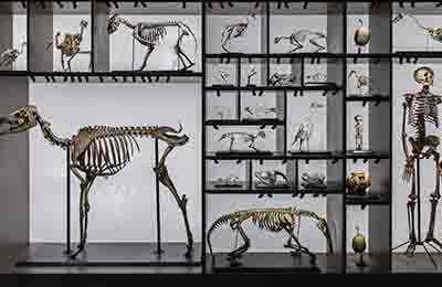 歷史教學改革論文