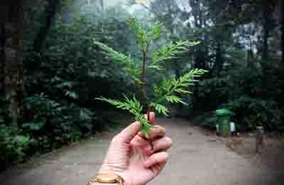 莊子生態美學思想探析