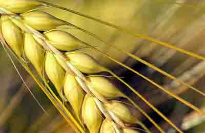 農(nóng)業(yè)農(nóng)村全面發(fā)展