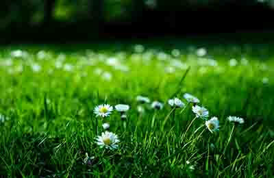 小區物業綠化工作總結